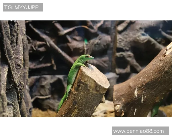 羊驼足球明星游戏带你体验奇幻绿茵场上的欢乐与挑战